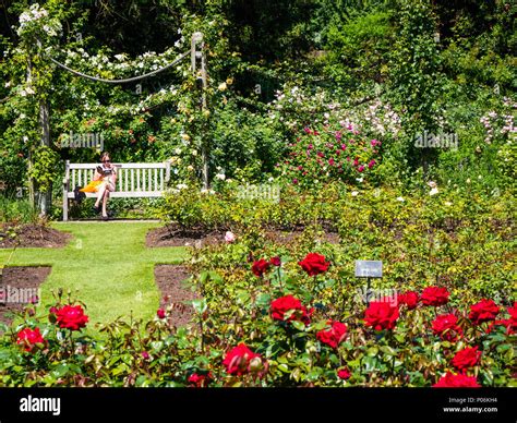 Woman Reading Book, Queen Mary's Gardens, Rose Garden, Regents Park ...