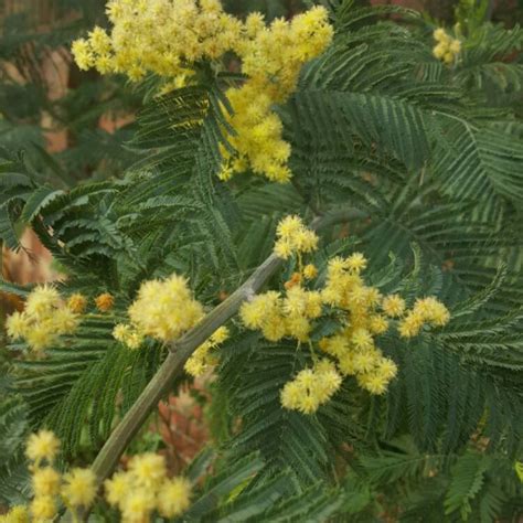 Acacia Dealbata Gaulois Astier Mimosa Gaulois Astier Uploaded By