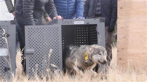 Where Are The Wolves Colorado Parks And Wildlife Debuts Map Tracking The New Residents