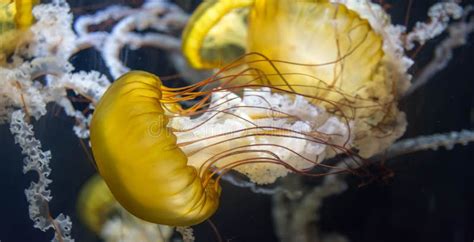 Background Image of Chrysaora Fuscescens Macro Close Up Shot. Th Stock ...