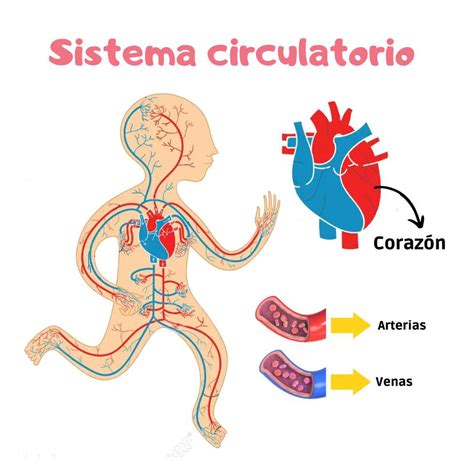 Sistema Circulatorio rompecabezas en línea