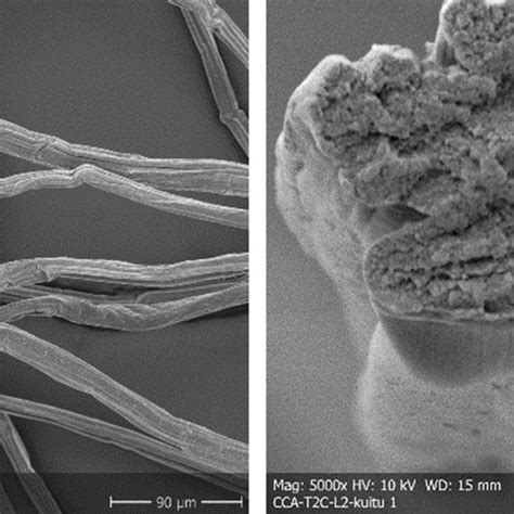 Surface And Cross Section Sem Images Of Comber Noil Cotton Fibre