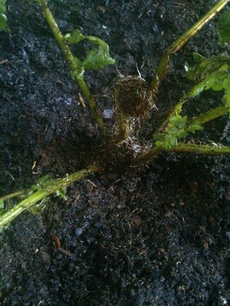 Cyathea cooperi: varias cuestiones sobre este helecho arbóreo