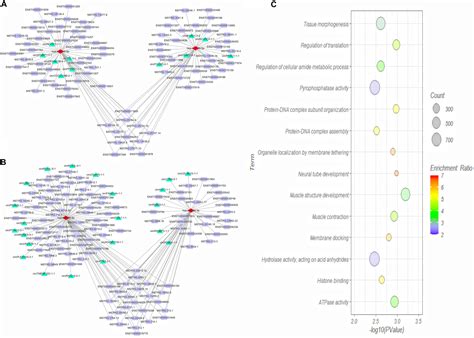 Frontiers Genome Wide Analysis Of The Expression Of Circular Rna Full