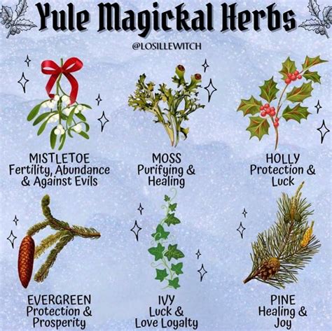 Holly Symbolism Lets Find Out Myths History And Uses Artofit