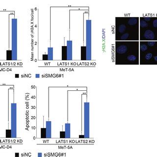 Knockdown Of SMG6 Induces DNA Damage And Apoptosis In LATS2 Inactive