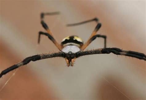 Genetically Engineered Silkworms Produce Spider Silk