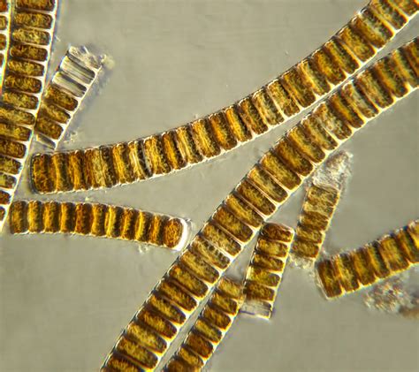 Microscopic Algae