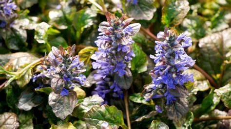 Ajuga Reptans Multicolor Bugle Rampant Panaché Le Jardin Deau