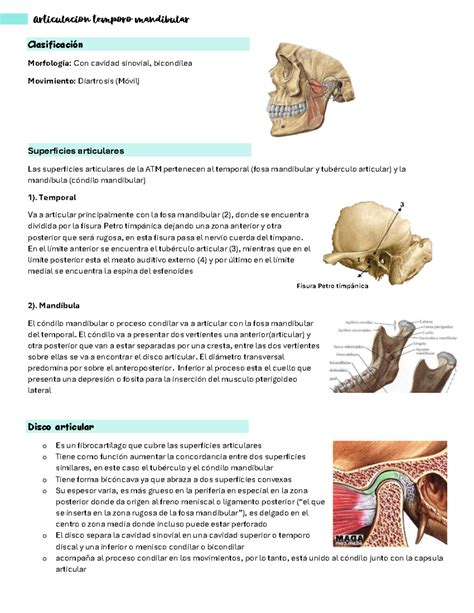 Resumen Articulacion Temporo Mandibular ATM Articulacion Temporo