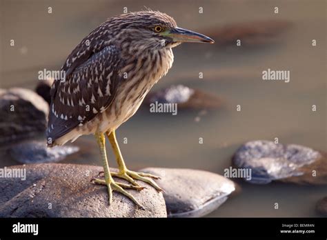 Immature Black-crowned Night Heron (Nycticorax Nycticorax). May, Winter