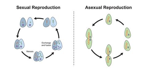 Reproduccion Asexual En Humanos