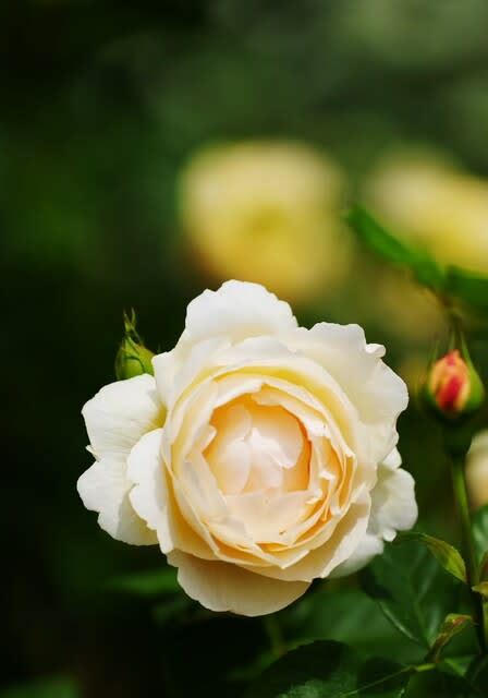 薔薇 四季の花と風景写真