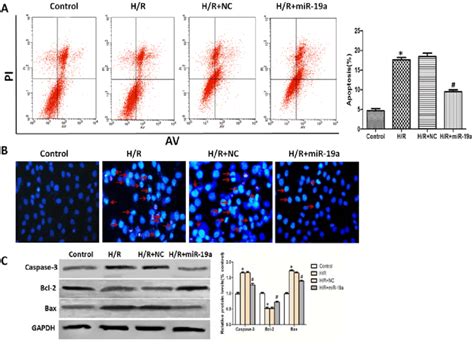 Effects Of Mir 19a On H R Induced Apoptosis In H9c2 Cells A Cells