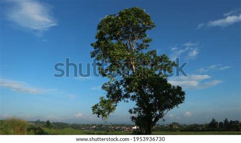 Tree Silhouette Blue Sky Background View Stock Photo 1953936730