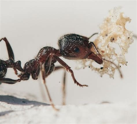 Fungo Parasita Transforma Formigas Em Zumbis Mega Curioso