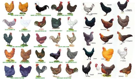 Types of Chicken Breeds (Appearance, Temperament & Egg Production ...