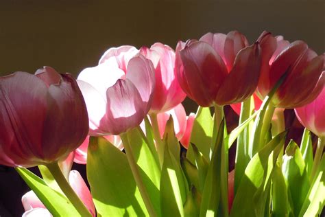 1920x1080 wallpaper | pink tulips | Peakpx