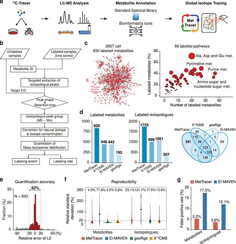 Global Stable Isotope Tracing Metabolomics A Schematic Illustration Of