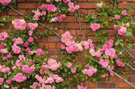 How To Plant And Grow Roses