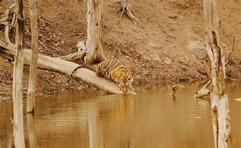 Pench Tiger Reserve And National Park Maharashtra And Mp Safari Details National Parks