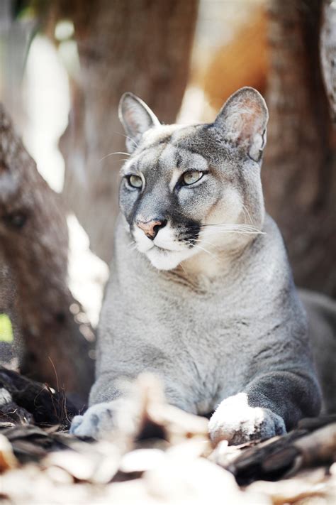 Il puma orientale non si è estinto, ecco perché | LifeGate