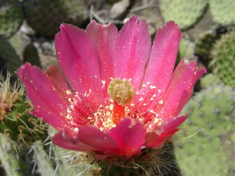 Flor Del Nopal Belleza Y Usos Culinarios Y Medicinales Teleflor