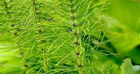 utiliser la prêle pour le jardin