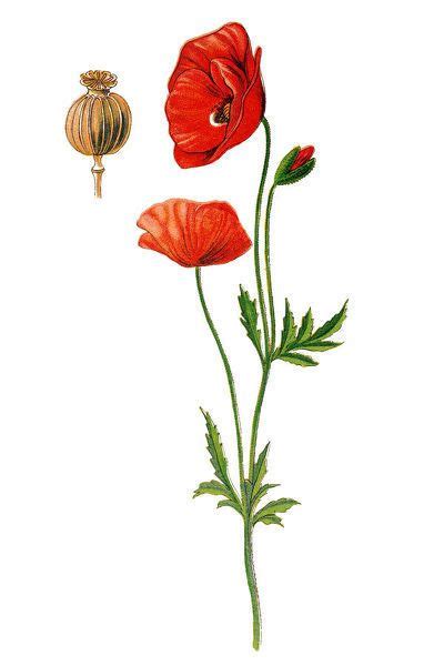 Prints Of Papaver Rhoeas Common Names Include Common Poppy Corn Poppy