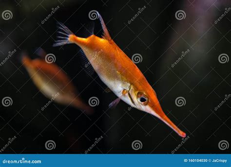 Pink Snipefish Macroramphosus Scolopax Also Known As Snipe Trumpet