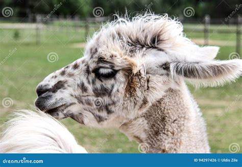 Alpaca And Llama With Funny Hairstyle Stock Photo Image Of Mammal