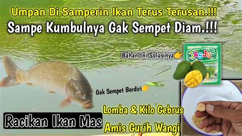 Umpan Di Samperin Ikan Terus Terusan Sampe Kumbulnya Gak Sempet Diam