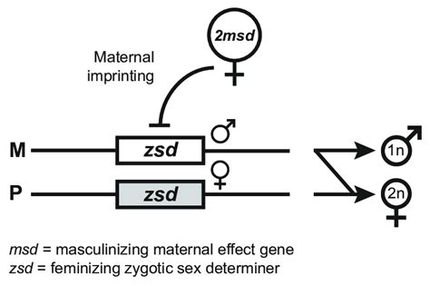 The Maternal Effect Genomic Imprinting Sex Determination Megisd