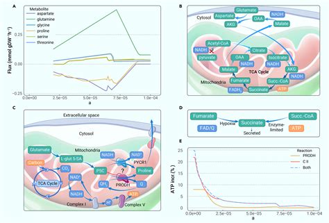 Metabolic Collaboration Between Cells In The Tumor Microenvironment Has