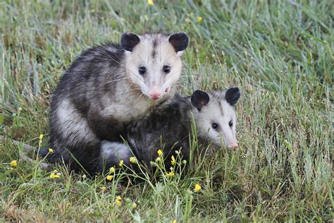 Opossums Mating In Sunnymede Park Steve Creek Wildlife Photography