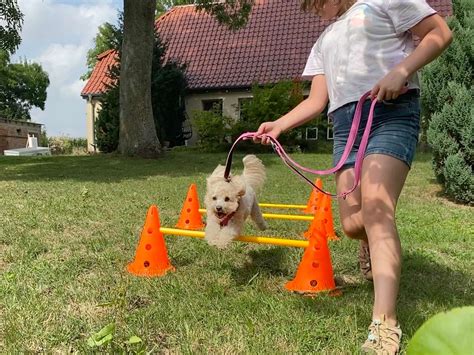 Urlaub Mit Hund Ferienhaus Eierhof