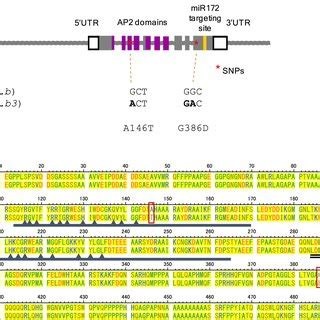 The current understanding of the genetic basis of cleistogamy and... | Download Scientific Diagram