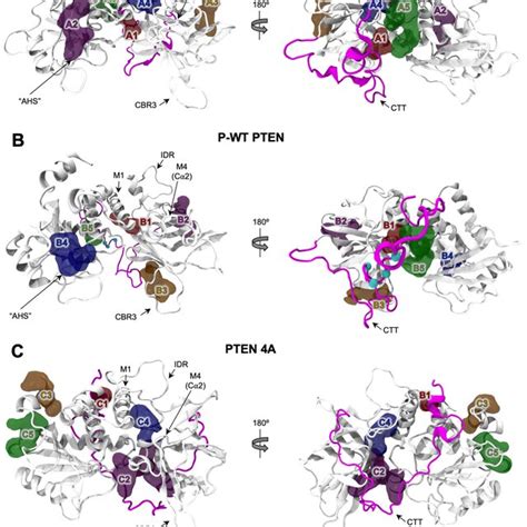 Top Five Potential Allosteric Pockets For A Wt Pten B P Wt Pten