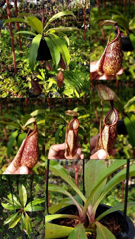 Nepenthes Viking X Rafflesiana