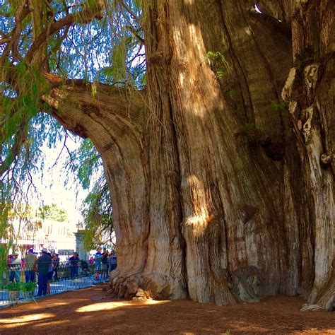 Just Keep Heading West: The Biggest Tree in the World is in ... Mexico ...