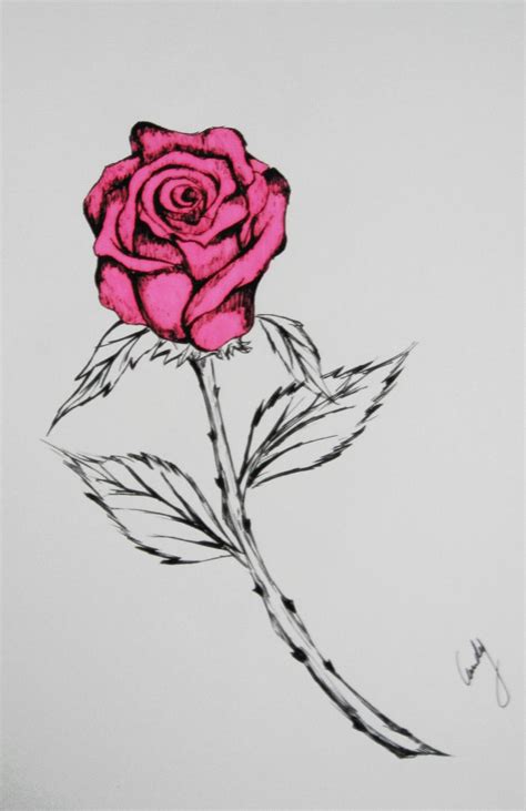 rose drawing by andy023 on DeviantArt