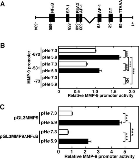 The Mmp Promoter Region Between Nt And Contains The Elements