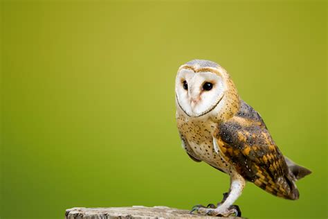 Owl Portrait Free Stock Photo Public Domain Pictures