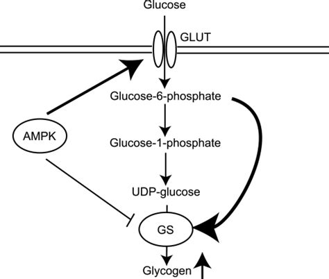 Schematic Summary Shows The AMPK Mediated Increase In Muscle Glycogen