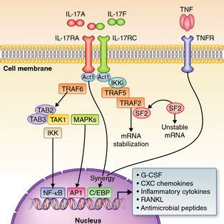 Differentiation Of T Helper 17 Cells And Other Interleukin 17 Producing