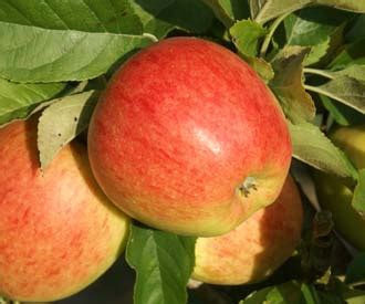 Pinova Apple Fruit Trees For Sale Order Online