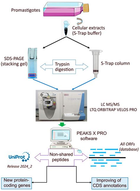 Genes Free Full Text A Proteogenomic Approach To Unravel New