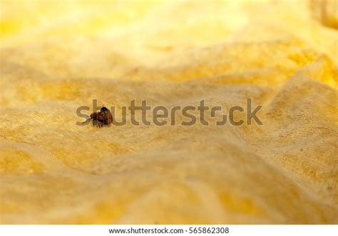 Two Insects Having Sex On Beach Stock Photo 565862308 Shutterstock