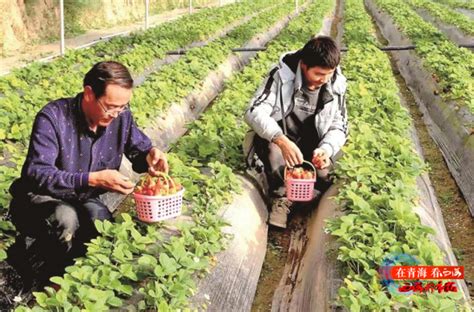 互助冬草莓抢“鲜”上市腾讯新闻