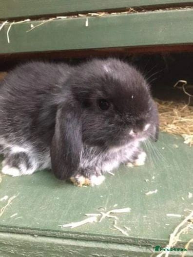 Mini Lop Bunnies 5 Star Homes Only For Sale In Ilminster Pets4homes